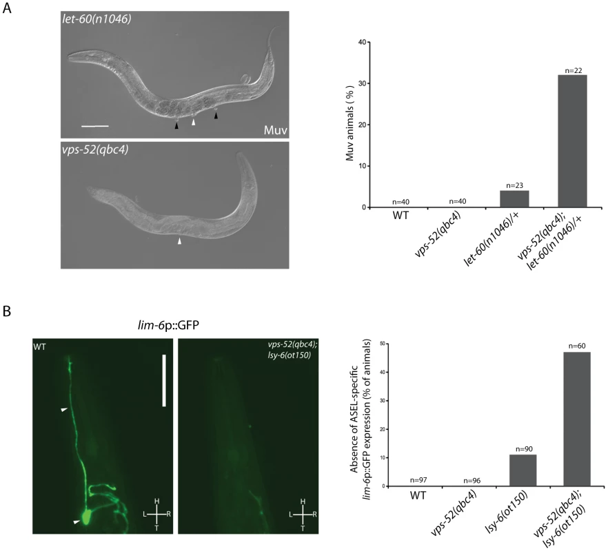 Effects of <i>vps-52</i> on the miRNA-mediated regulation of vulva and ASEL neuron development.