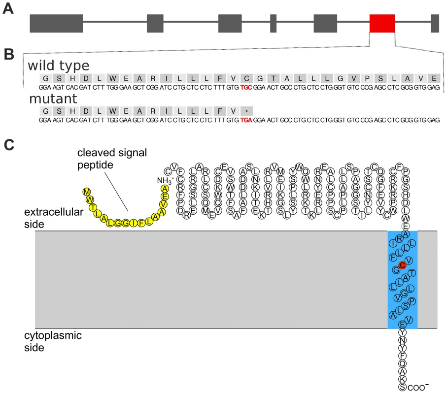 A nonsense mutation in <i>TMEM95</i> resides within the predicted transmembrane domain of the encoded transmembrane protein 95.
