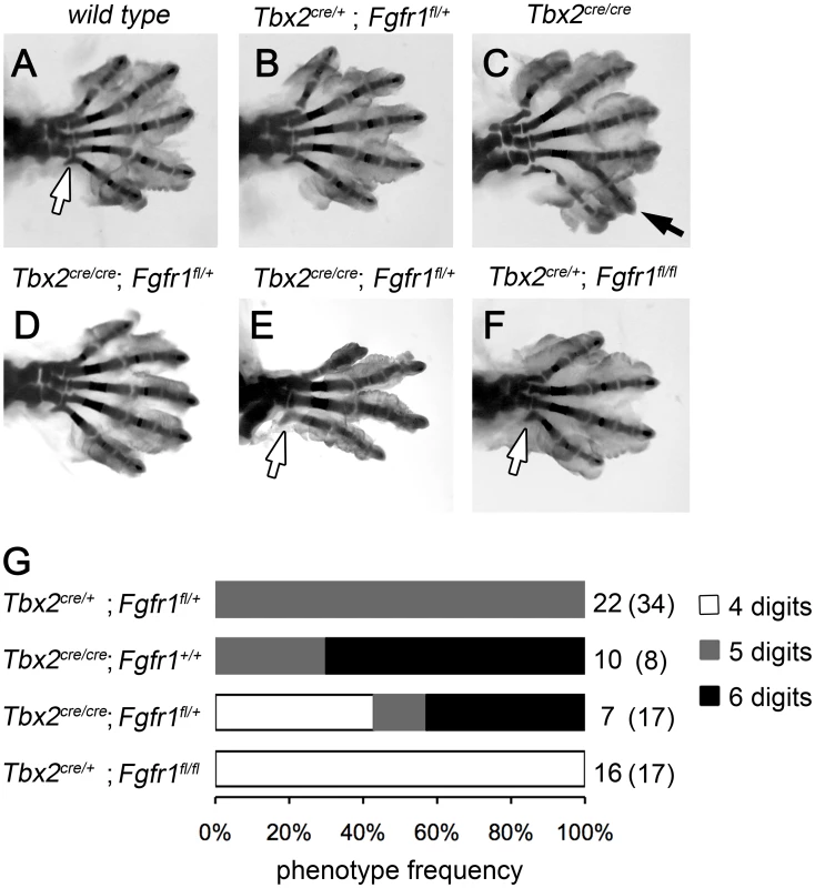 Polydactyly in <i>Tbx2</i>-deficient limbs depends on the Fgf signaling level.