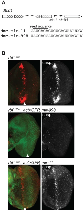 miR-998 limits dE2F1-dependent cell death in <i>rbf1<sup>120a</sup></i> eye discs.