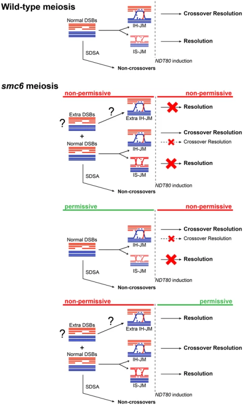 Model for the role of the Smc5/6 complex during meiosis.