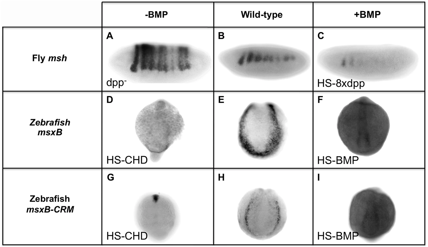 Manipulating BMP signaling elicits opposite responses from <i>msh</i> and <i>msxB</i> in <i>Drosophila</i> and zebrafish embryos.