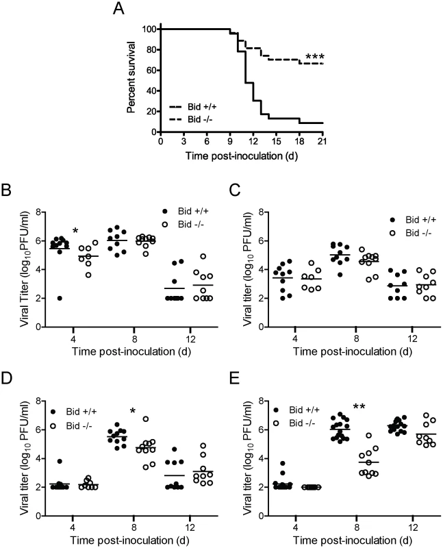 Bid modulates reovirus replication and pathogenesis following PO inoculation.
