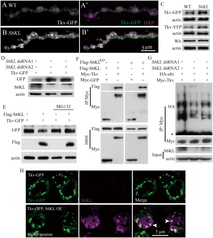 Negative regulation of Tkv protein level by S6KL via proteasomal degradation pathway.