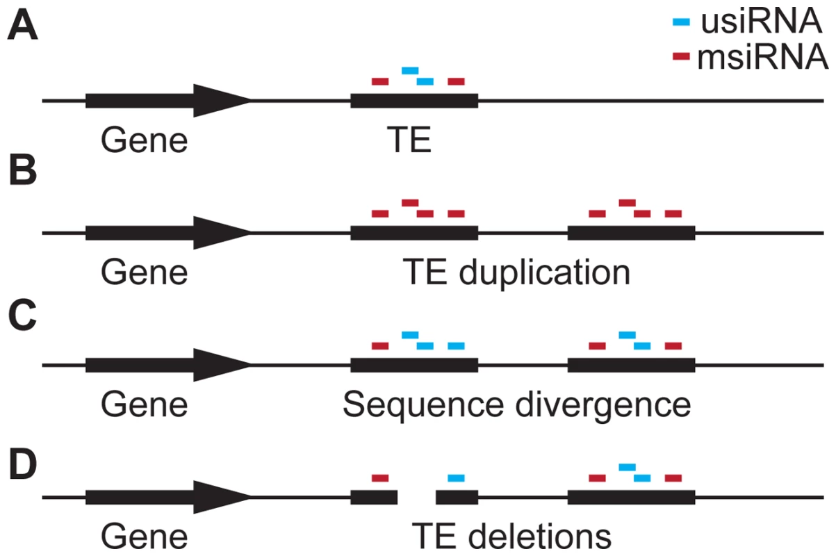 Hypothesis for the role of siRNA–targeting in TE evolution.