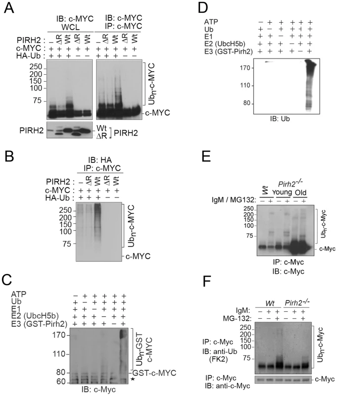 PIRH2 Polyubiquitylates c-MYC and Mediates Its Proteasomal Degradation.