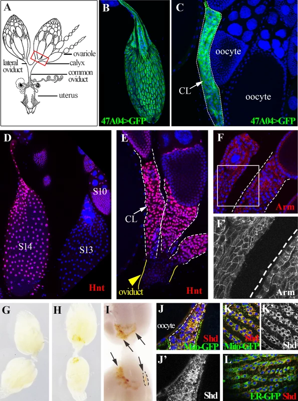 <i>Drosophila</i> follicle cells remain in the ovary following ovulation and form a corpus luteum.