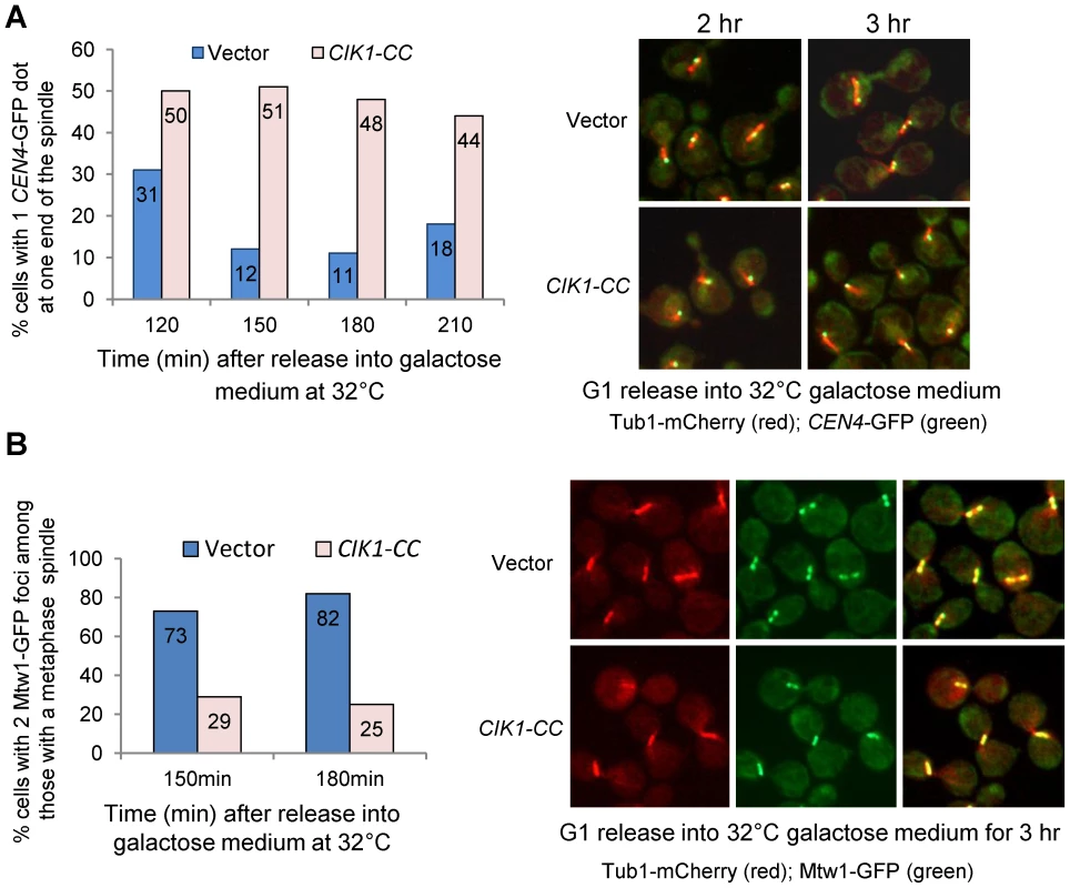Overexpression of <i>CIK1-CC</i> leads to defects in chromosome bipolar attachment.