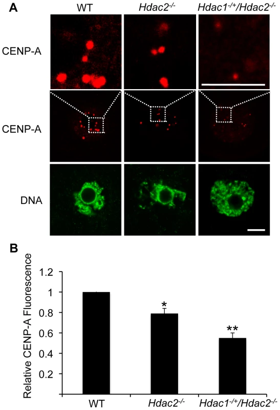Deletion of maternal <i>Hdac2</i> leads to reduced CENP-A expression in mouse oocytes.