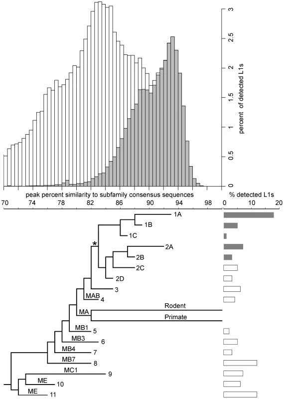 Age distribution and phylogeny of L1s in the megabat genome.