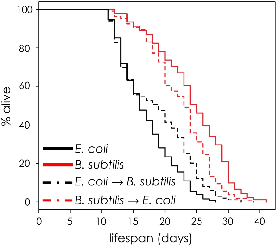 The effect of <i>E. coli</i> pathogenicity persists after worms are shifted to <i>B. subtilis</i>.