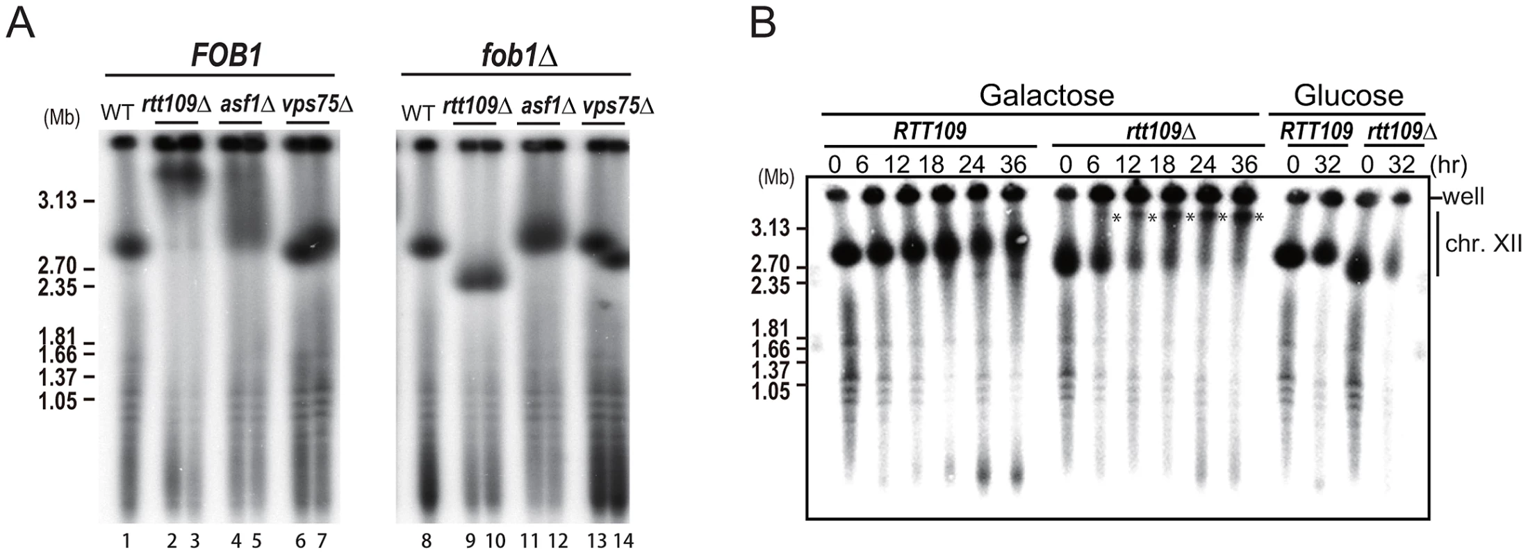 Fob1 promotes hyper-amplification in <i>rtt109</i> mutant.