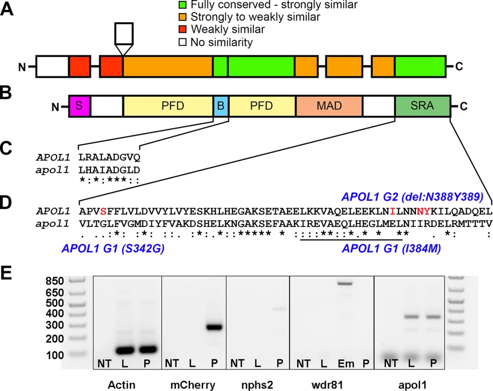 Comparison of APOL1 human and zebrafish protein sequences and relevance to the zebrafish kidney.