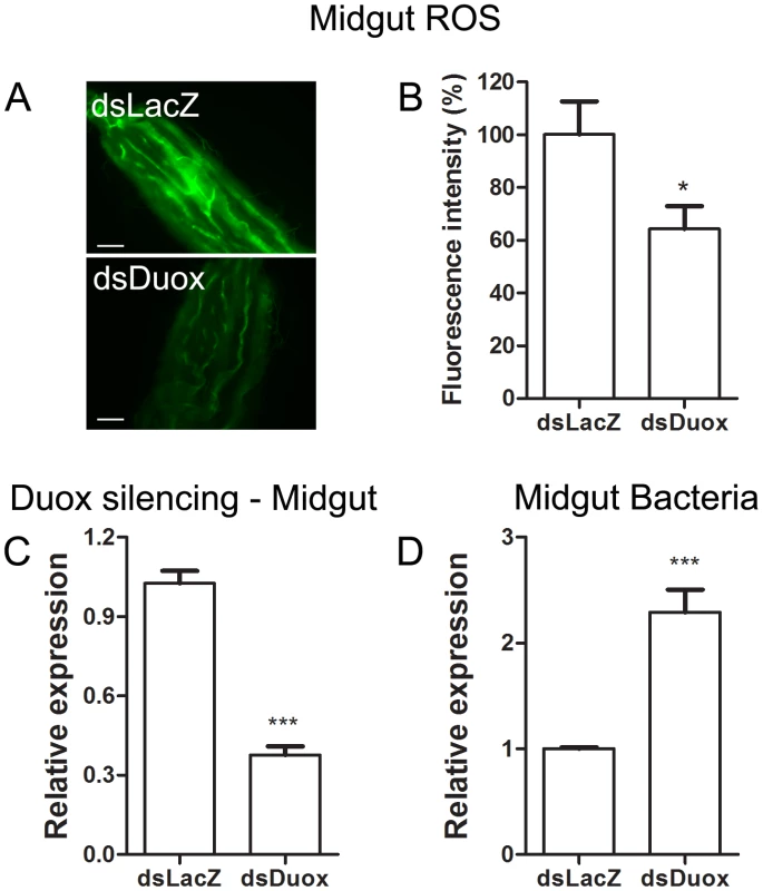 Duox silencing in the midgut reduces ROS levels and allow proliferation of intestinal microbiota.
