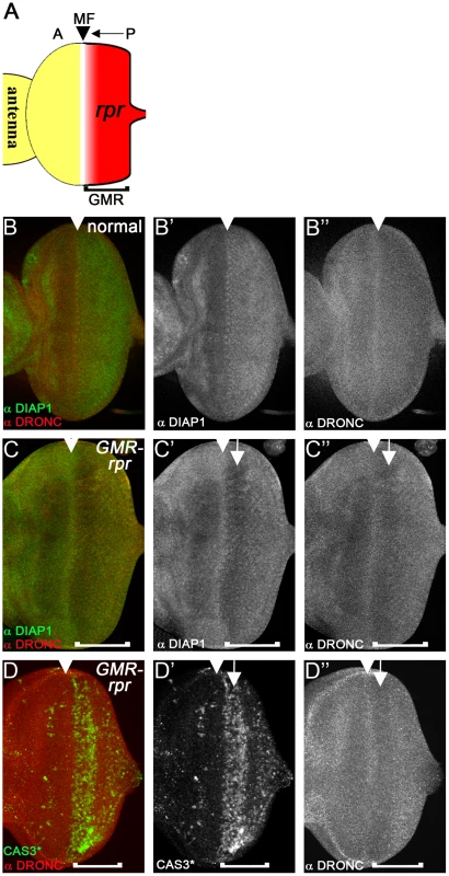 Loss of DIAP1 in <i>GMR-rpr</i> eye discs does not alter DRONC protein levels.