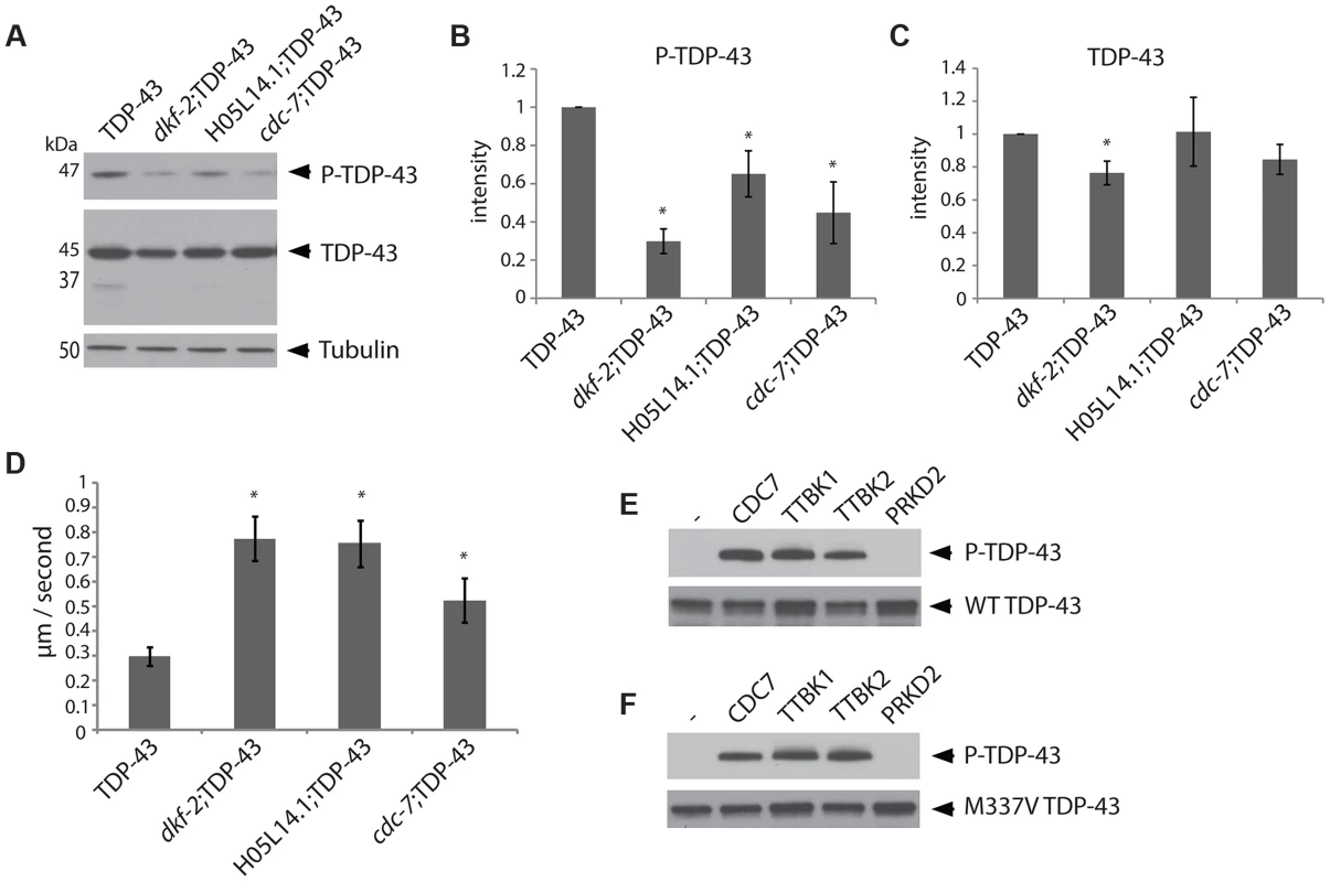 The kinases TTBK1/2 phosphorylate TDP-43 in <i>C. elegans</i> and <i>in vitro</i>.