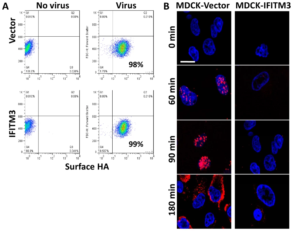 IFITM3 inhibits infection after viral binding but before viral transcription.
