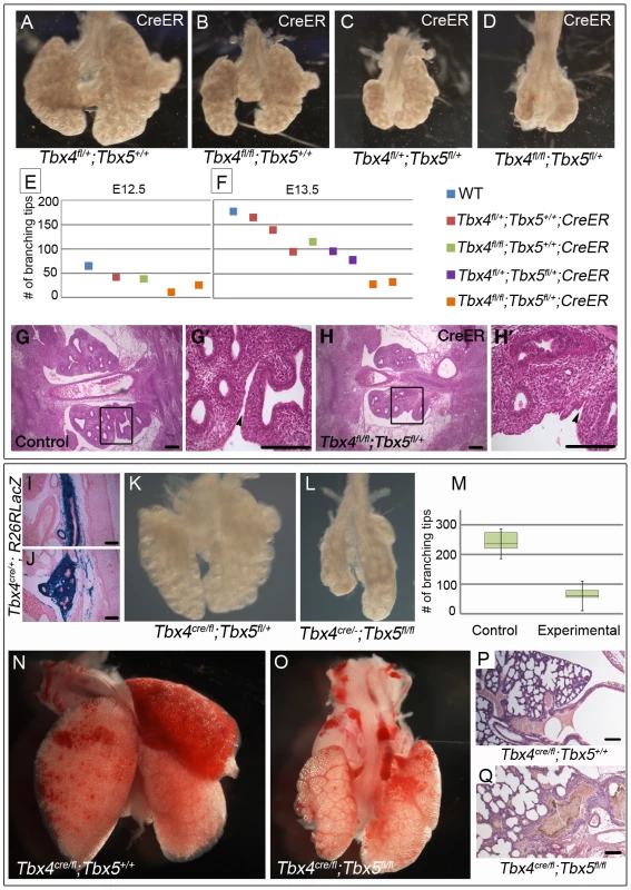 Loss of <i>Tbx4</i> and <i>Tbx5</i> causes reduced lung branching and lethality at birth.