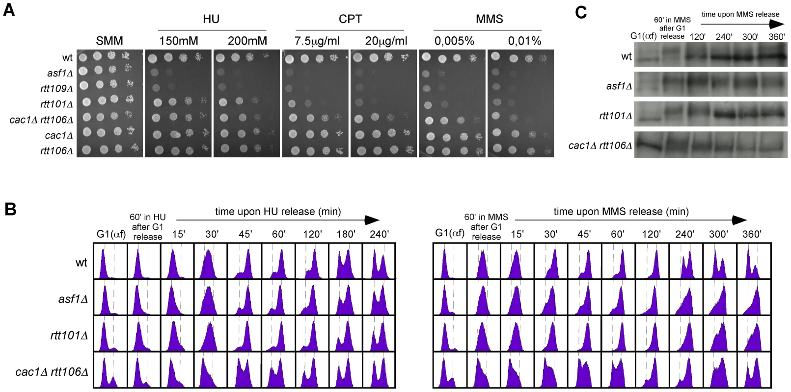 Roles of H3K56 acetylation and CAF1/Rtt106 on response to replication inhibition and replicative DNA damage.