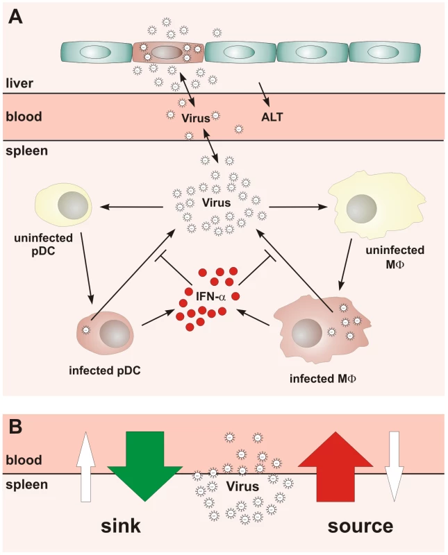 Conceptual scheme of type I IFN responses during cytopathic coronavirus infection.