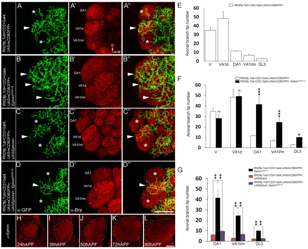 Glomerular-specific innervation pattern of the CSDn in the AL is regulated by Ephrin.