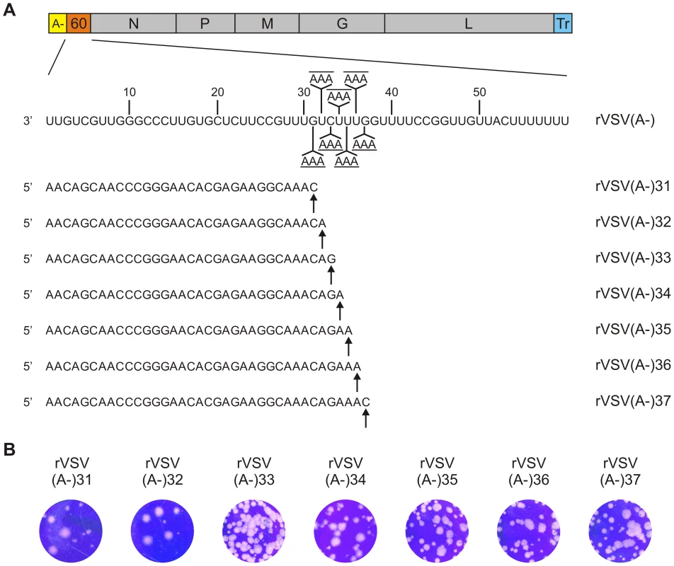 Generation and characterization of recombinant VSV.