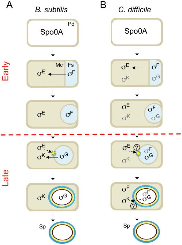 Stages and cell of σ<sup>F</sup>, σ<sup>E</sup>, σ<sup>G</sup> and σ<sup>K</sup> activity.