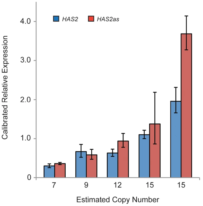 Expression analysis reveals a trend of increased <i>HAS2</i> and <i>HAS2as</i> expression with copy number.