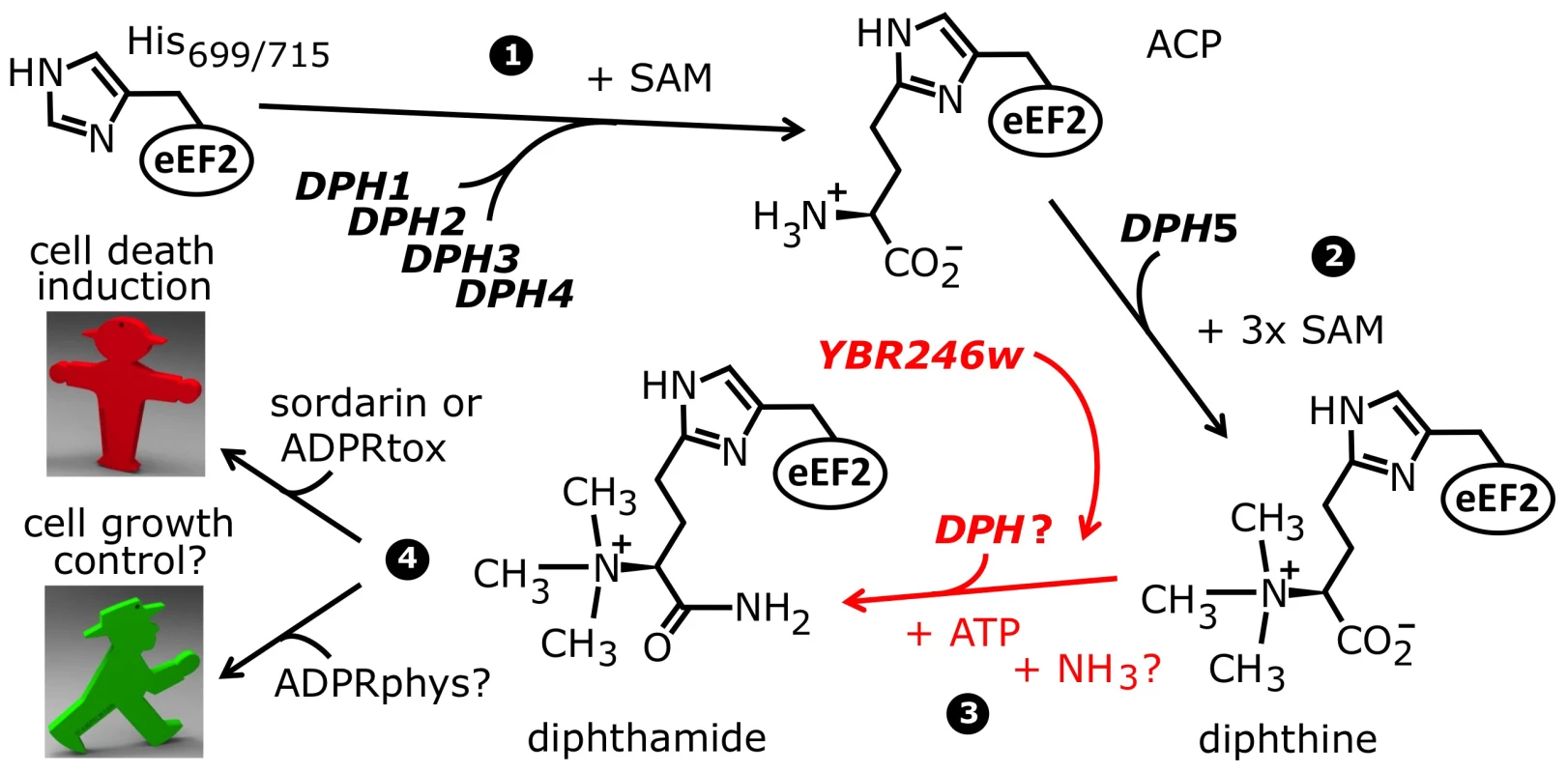 The biosynthetic pathway for modification of eEF2 by diphthamide.