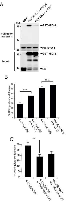 SYD-1 promotes axon guidance by negatively regulating the MIG-2 GTPase.