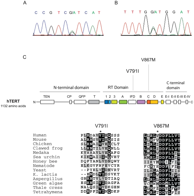 Position and conservation of non-synonymous variants in hTERT shared by pulmonary fibrosis families 13 and 143 probands.