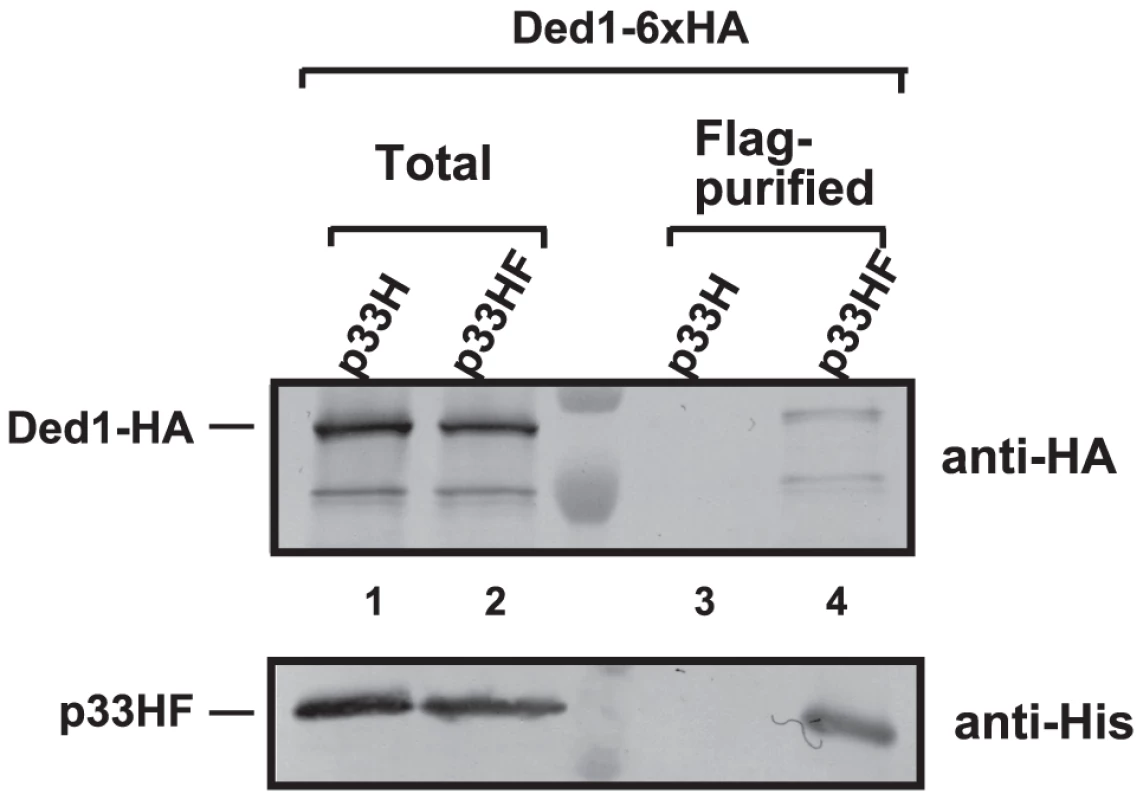 Co-purification of Ded1p with the p33 replication protein from yeast.