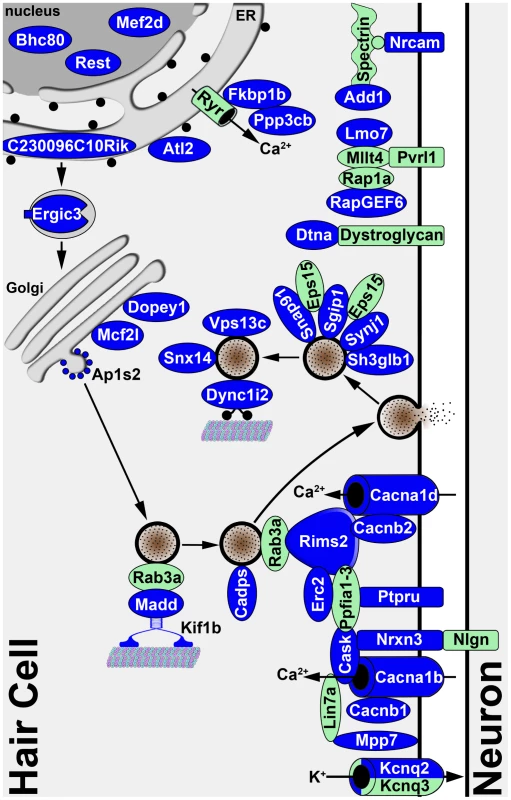 Diagram illustrating the known and predicted subcellular localizations of proteins encoded by validated Srrm4-regulated mRNAs.