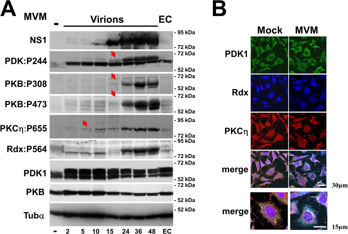 MVM-induced activation of the PDK1/PKC/PKB signaling cascade.