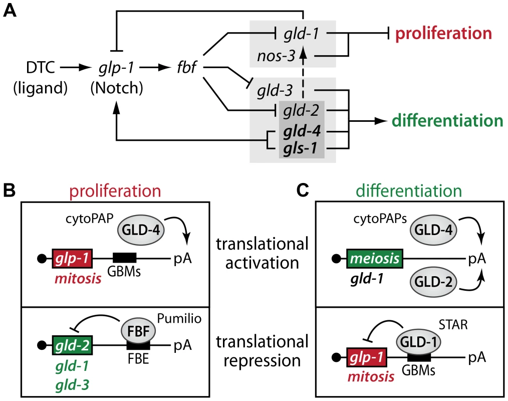 Translational regulators maintain a robust proliferative zone in the adult germ line.