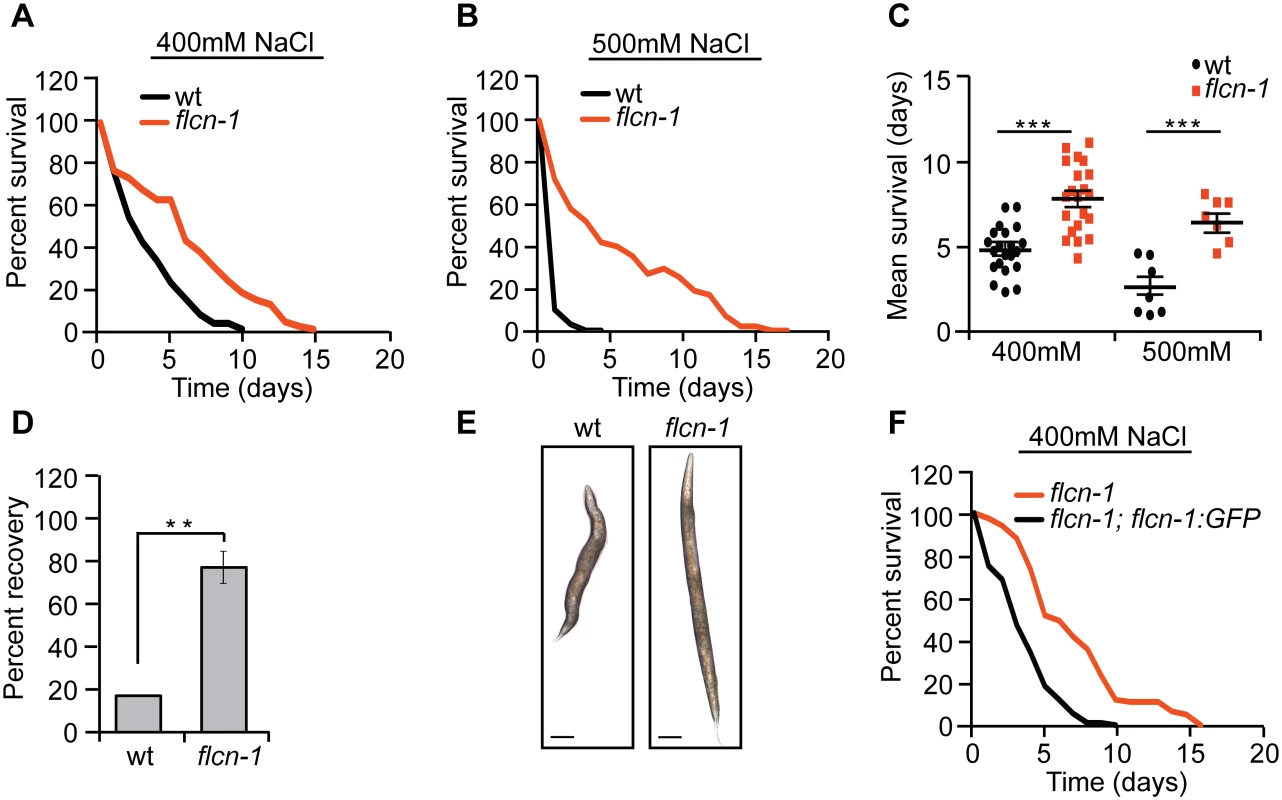 Loss of <i>flcn-1</i> confers resistance to hyperosmotic stress.
