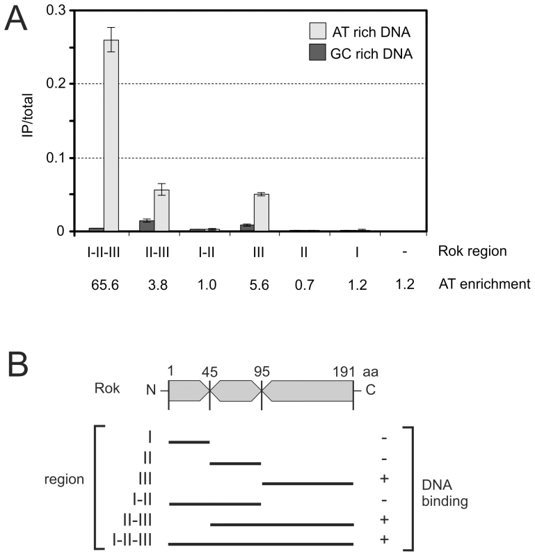 Preferential binding of Rok to A+T-rich DNA in <i>E. coli</i>.