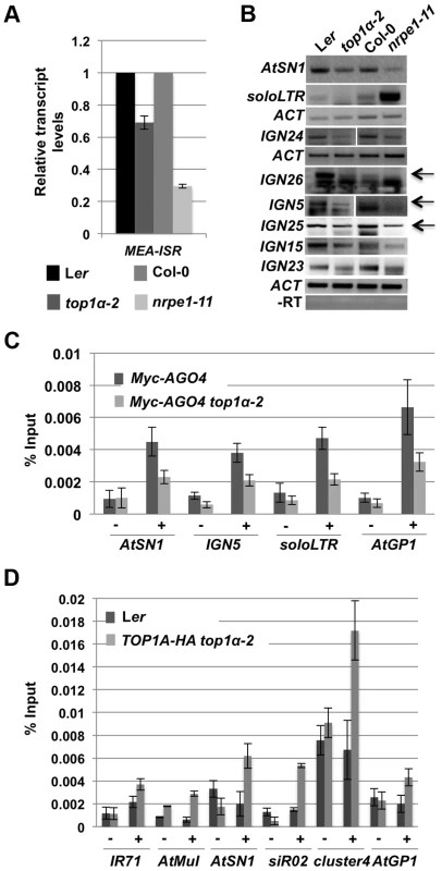<i>TOP1α</i> promotes the production of Pol V-dependent transcripts and AGO4 occupancy at RdDM loci.