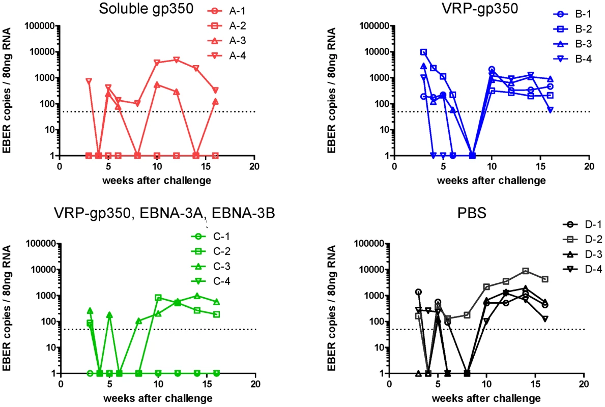 Detection of rhesus LCV EBER1 in the blood of monkeys immunized with soluble gp350, VRP-gp350, a combination of VRP-350, VRP-EBNA-3A, and VRP-EBNA-3B, or PBS.