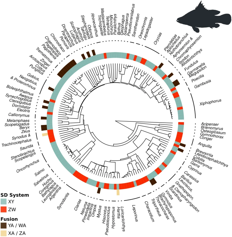 Sex chromosome fusions (outer circle) and sex determination system (inner circle) mapped onto the phylogenetic tree of fishes.