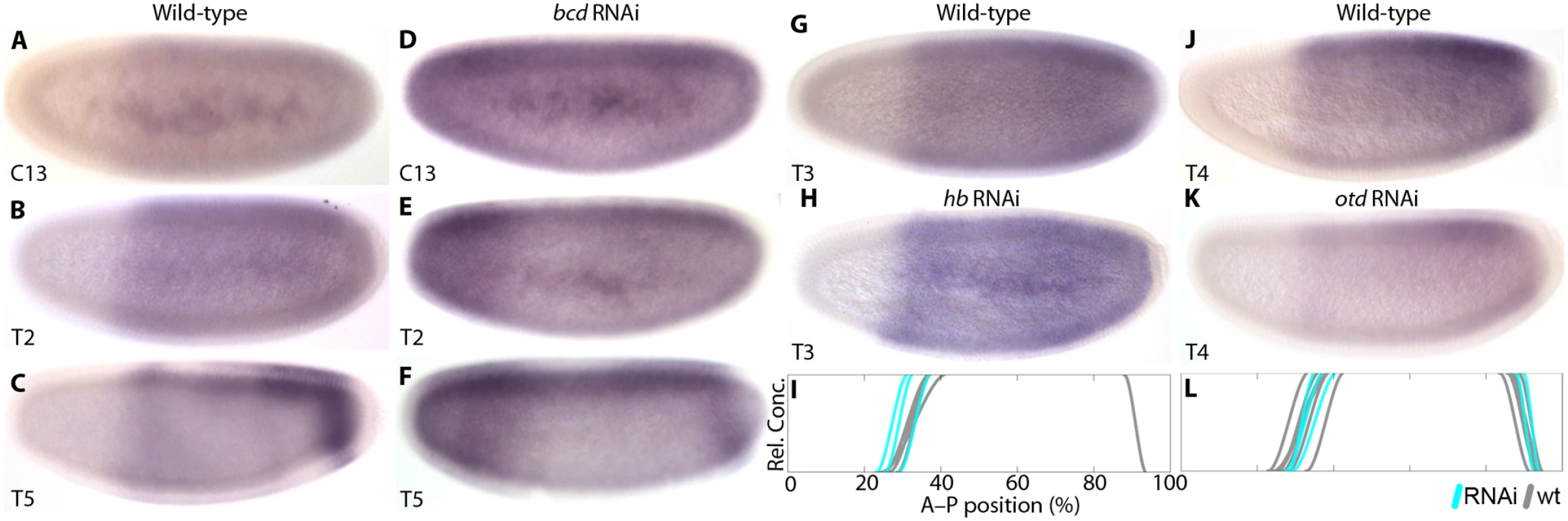 Zygotic <i>cad</i> mRNA expression in wild-type and RNAi-treated embryos.