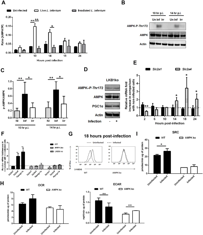 <i>L. infantum</i> activates host AMPK signaling for the recovery of mitochondrial functions.