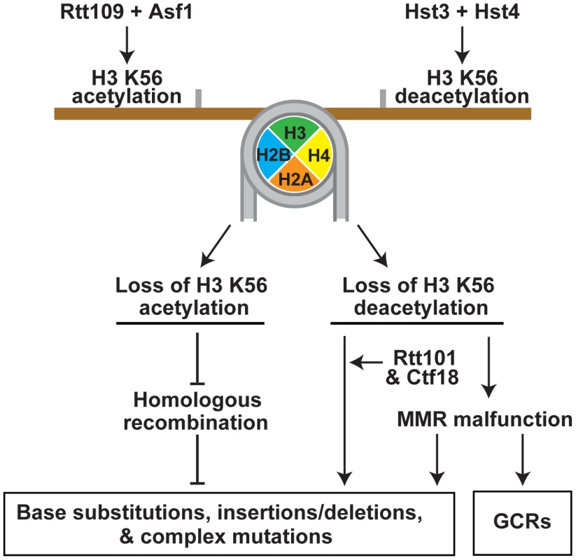 Model that summarizes the importance of the acetylation and deacetylation of H3K56 for the suppression of GCRs, base substitutions, small deletions/insertions, and complex mutations.