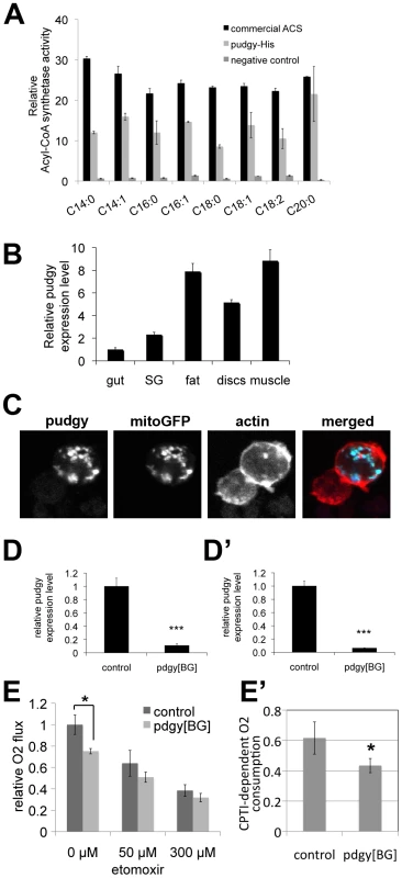 <i>Pudgy</i> is an ACS localized to mitochondria influencing lipid oxidation.