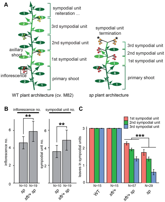 Precocious shoot termination in determinate tomatoes is partially suppressed by <i>sft/</i>