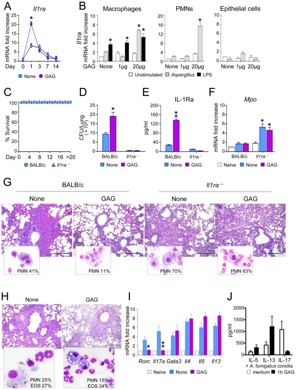 GAG induces IL-1Ra <i>in vivo</i> and IL-1Ra increases susceptibility to aspergillosis.
