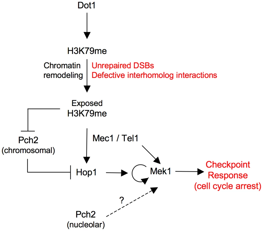 Model for Dot1 function in the meiotic recombination checkpoint.