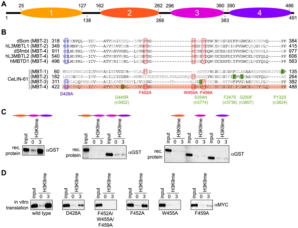 The three C-terminal MBT repeats of LIN-61 are essential for H3K9me3 interaction.