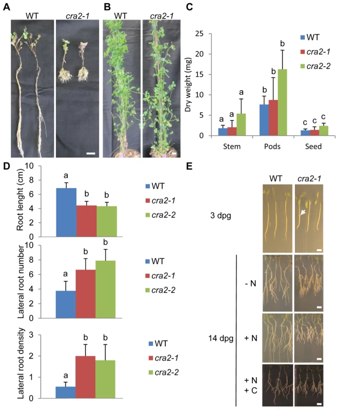The “<i>compact root architecture 2</i>” (<i>cra2</i>) mutants have short roots and more lateral roots independently of the growth conditions.