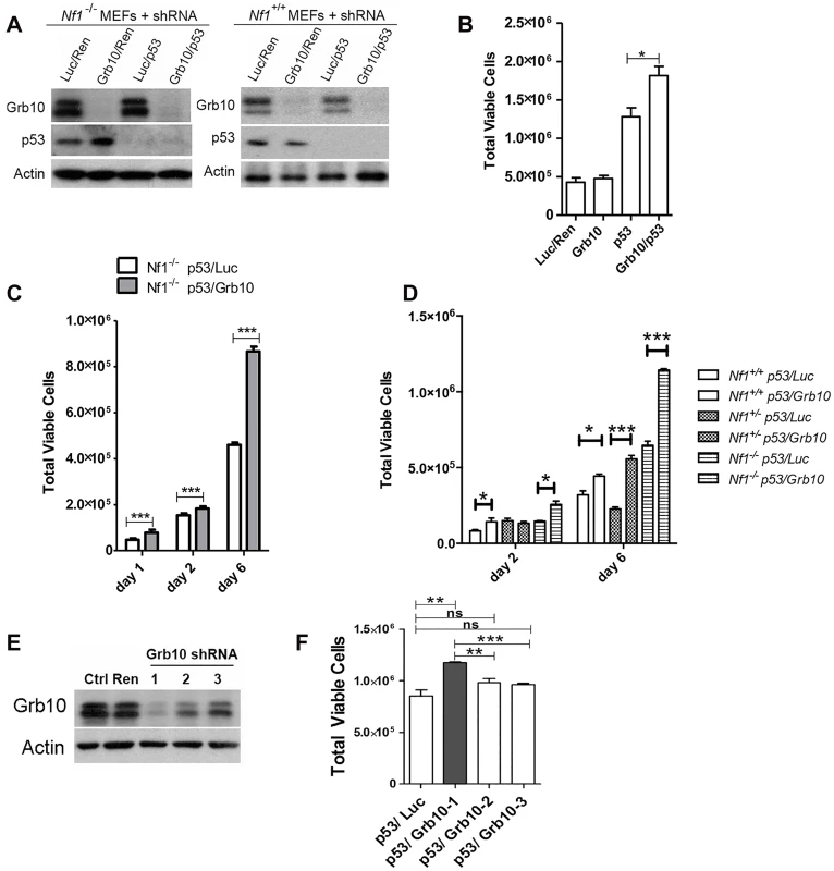 <i>Grb10</i> knockdown in MEFs increases cell proliferation.